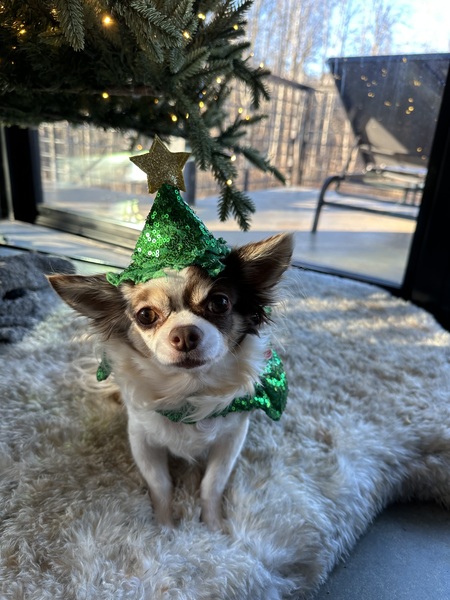 Entry image for Carmela . Clicking this image will show a larger photo