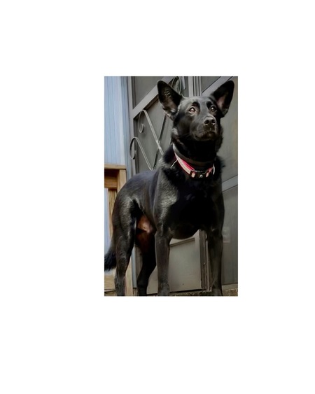 Entry image for Oliver . Clicking this image will show a larger photo