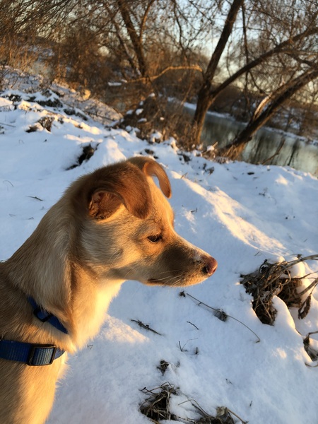 Entry image for Dougal . Clicking this image will show a larger photo