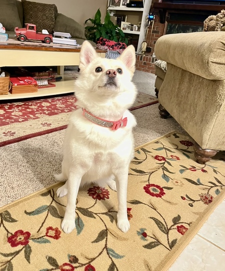 Entry image for Lady Kay. Clicking this image will show a larger photo