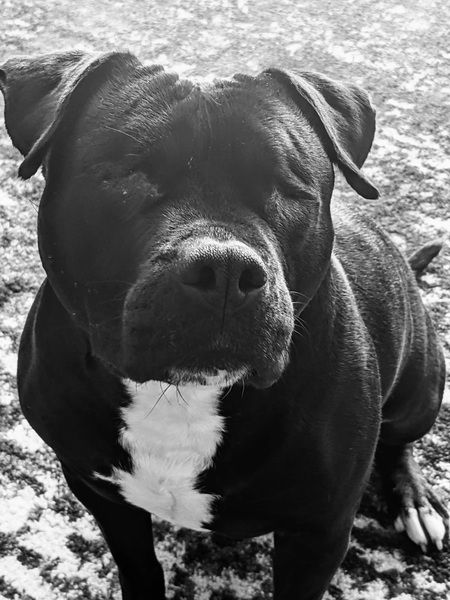 Entry image for Ginger. Clicking this image will show a larger photo