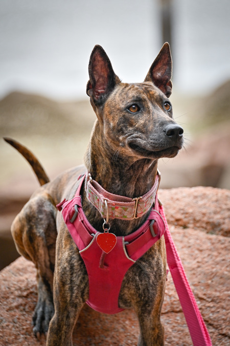 Entry image for Lehua. Clicking this image will show a larger photo