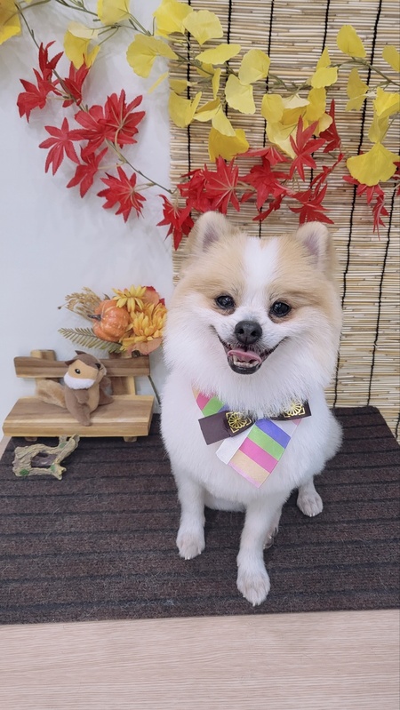 Entry image for Chip. Clicking this image will show a larger photo