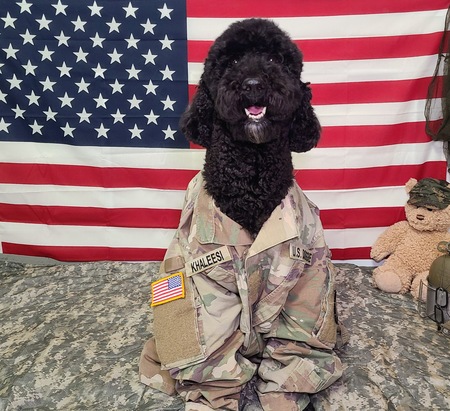 Entry image for Khaleesi . Clicking this image will show a larger photo