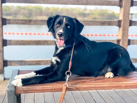 Entry image for Oliver. Clicking this image will show a larger photo