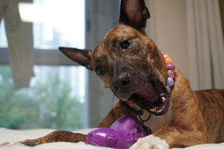 Entry image for Lola. Clicking this image will show a larger photo