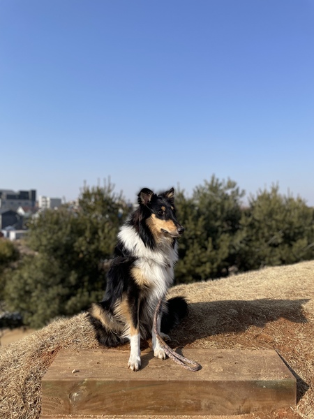 Entry image for Sponge. Clicking this image will show a larger photo