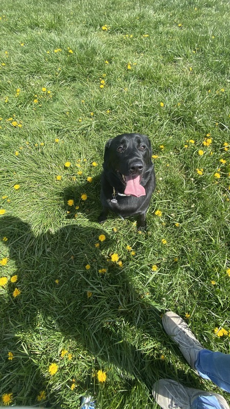 Entry image for Kiwi. Clicking this image will show a larger photo