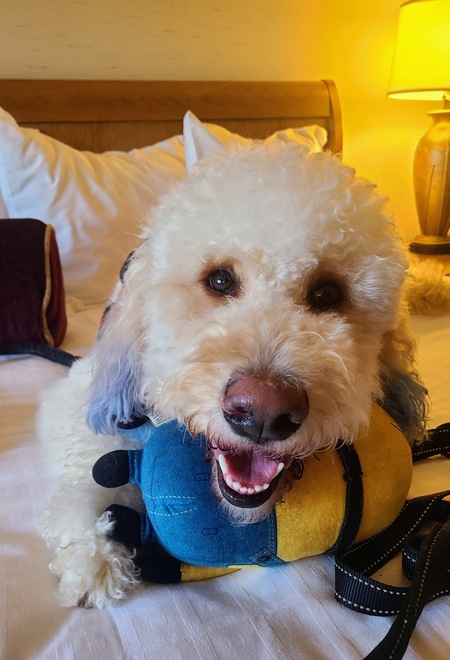 Entry image for Chiky. Clicking this image will show a larger photo