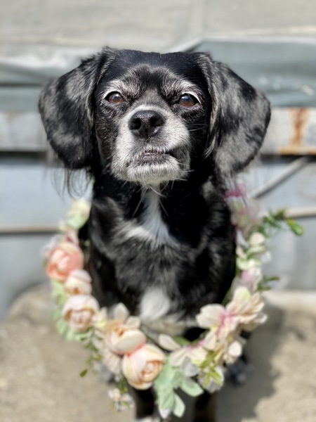 Entry image for Bonny. Clicking this image will show a larger photo