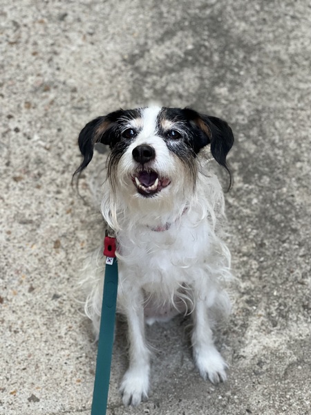 Entry image for Bodie (Barley). Clicking this image will show a larger photo