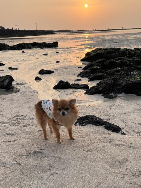 Entry image for Ggomi. Clicking this image will show a larger photo