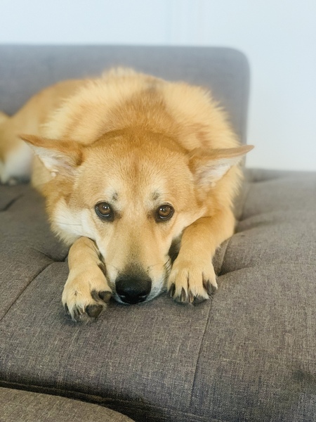 Entry image for Russet. Clicking this image will show a larger photo