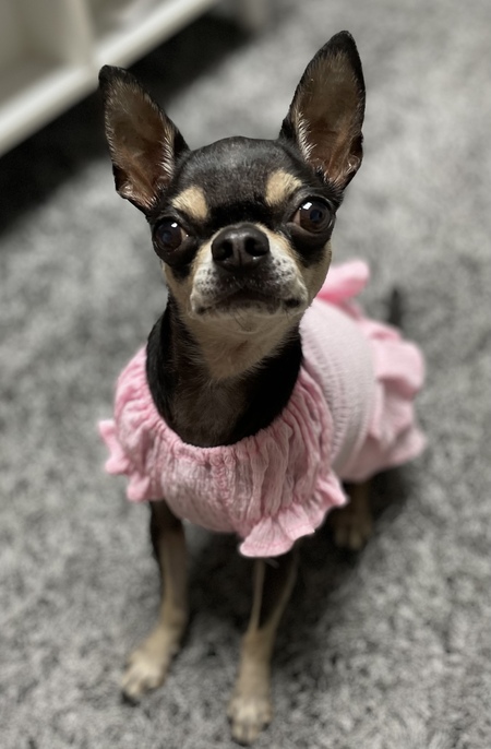 Entry image for Birdie. Clicking this image will show a larger photo