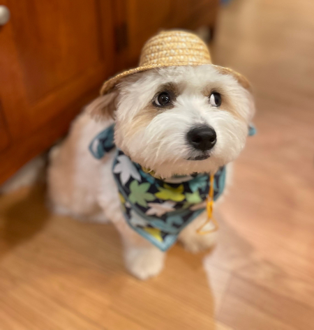 Entry image for Elphie. Clicking this image will show a larger photo