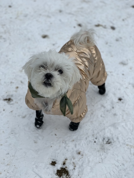 Entry image for Bella. Clicking this image will show a larger photo