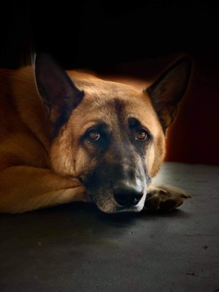 Entry image for Bruno. Clicking this image will show a larger photo