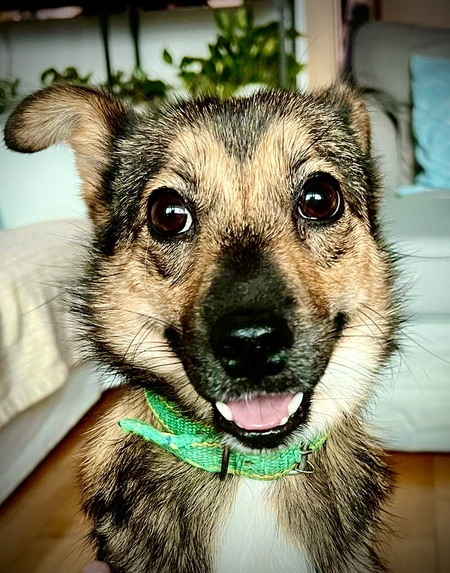 Entry image for Harry. Clicking this image will show a larger photo