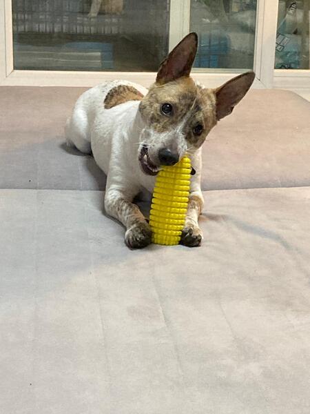 Entry image for Mandu . Clicking this image will show a larger photo