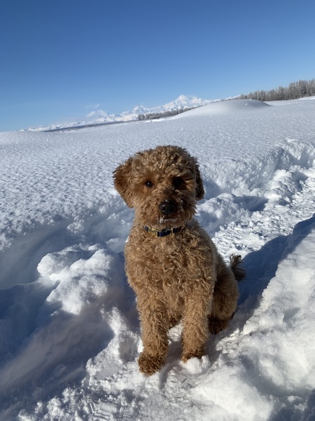 Entry image for Lina. Clicking this image will show a larger photo