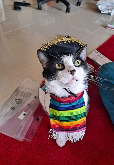 Entry image for Mr. Popo. Clicking this image will show a larger photo