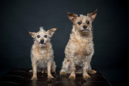 Wally and Petey