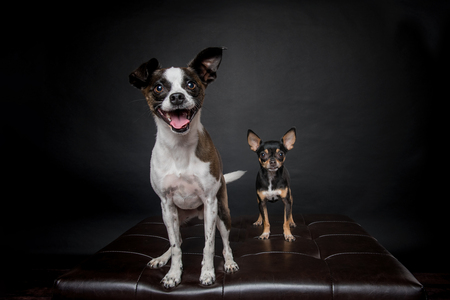 Lemmy and Timmy