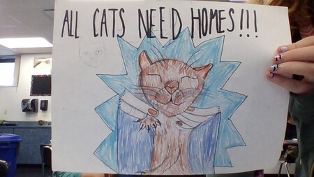 All  Cats Need Homes!