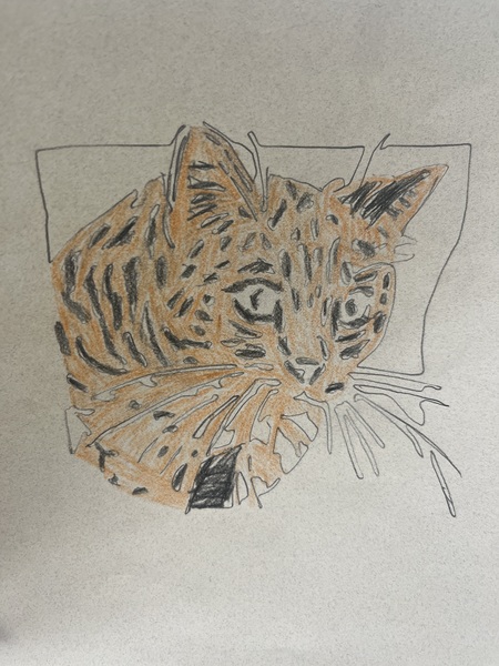 Ayleens cat