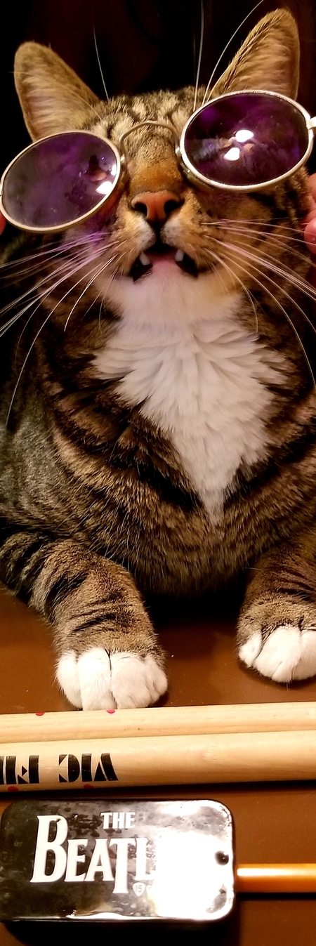 Peace, Love, and Ringo the Cat