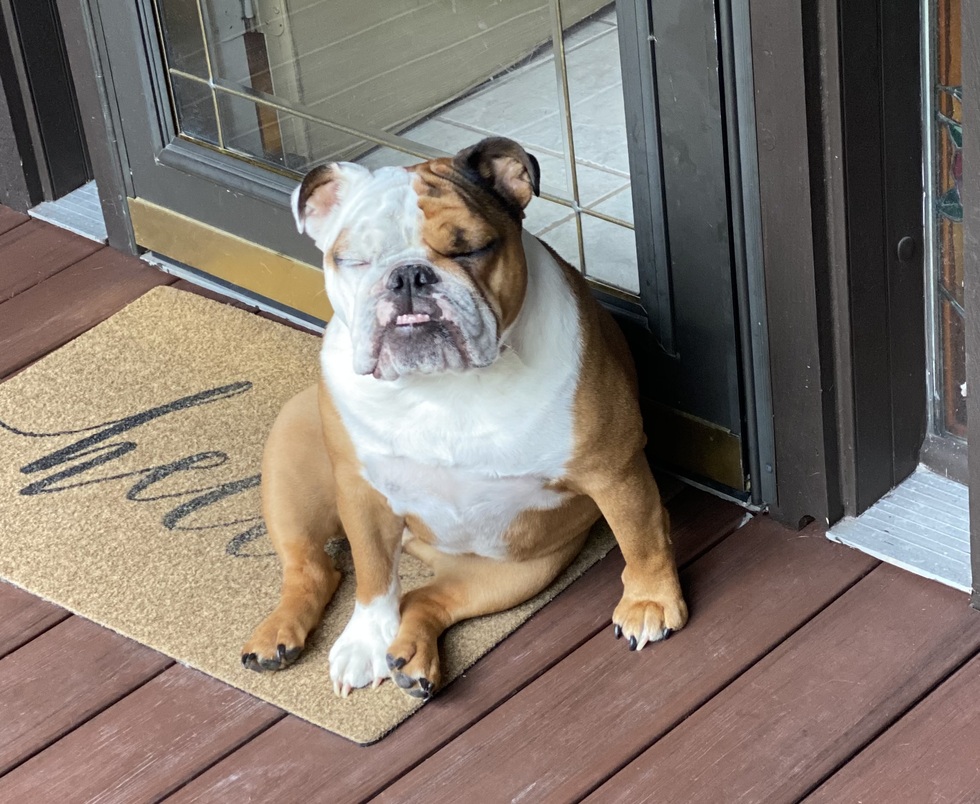 Vote for Toots SCAS 2024 Calendar Photo Fundraiser