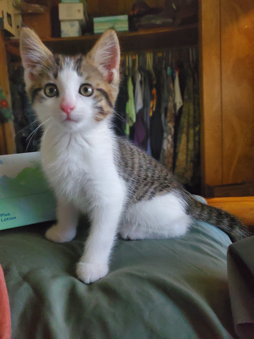 Vote for Lucky SCAS 2024 Calendar Photo Fundraiser