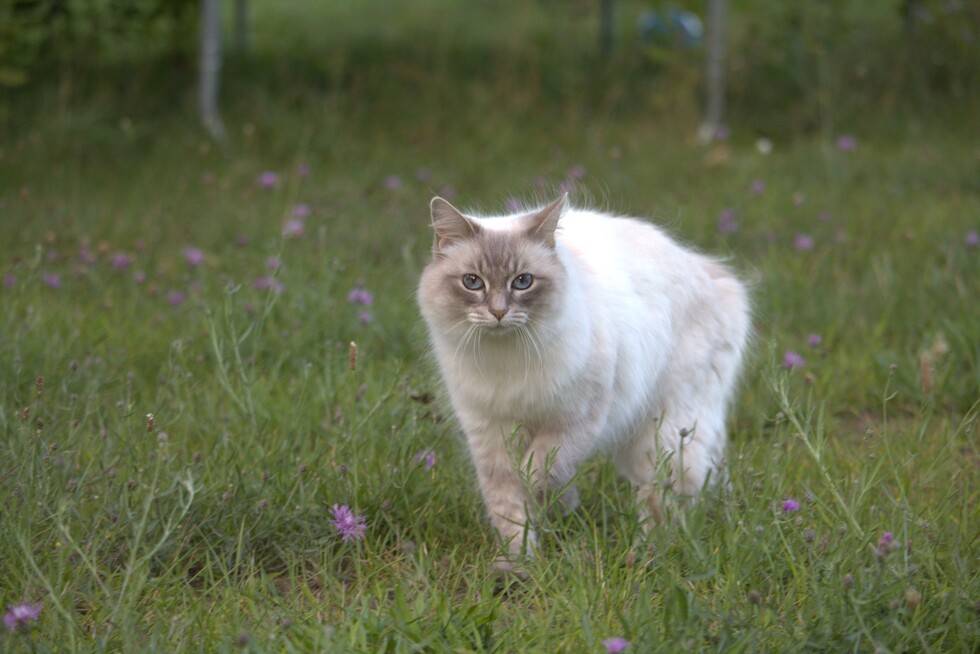 Vote for Puffball SCAS 2024 Calendar Photo Fundraiser