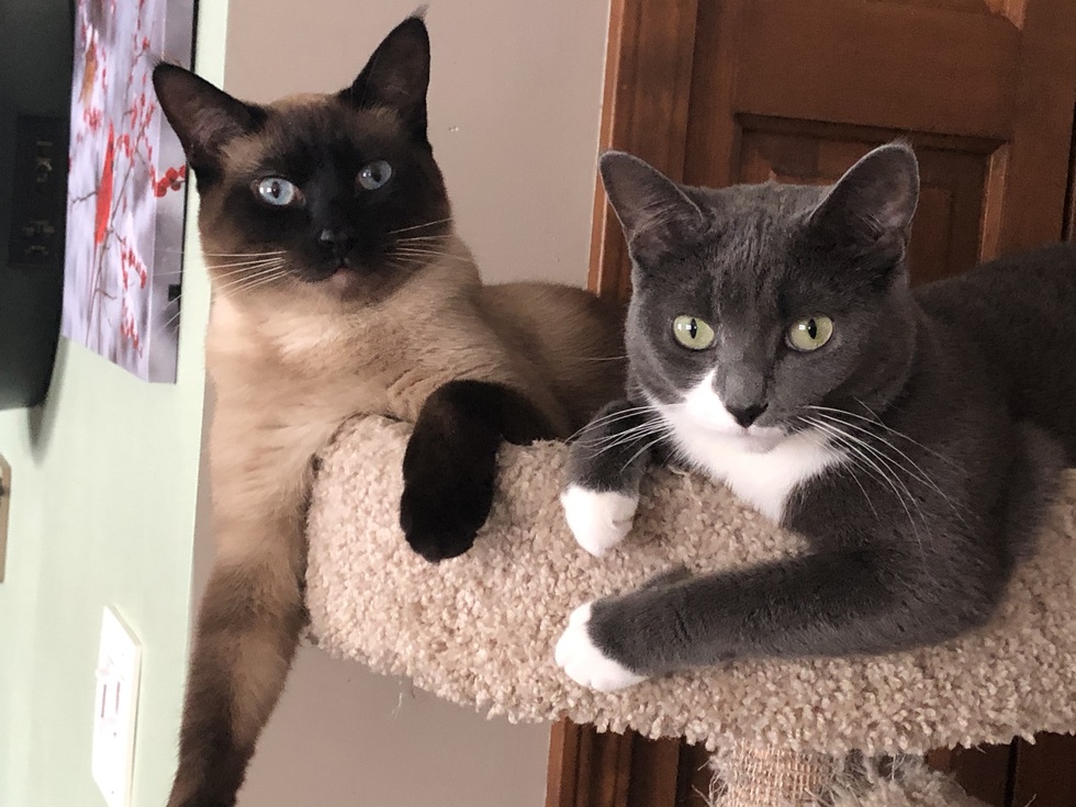 Vote for Joey & Bluey SCAS 2024 Calendar Photo Fundraiser