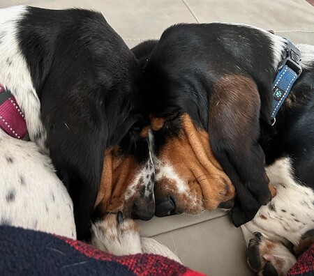 Entry image for Barley and Bailey. Clicking this image will show a larger photo