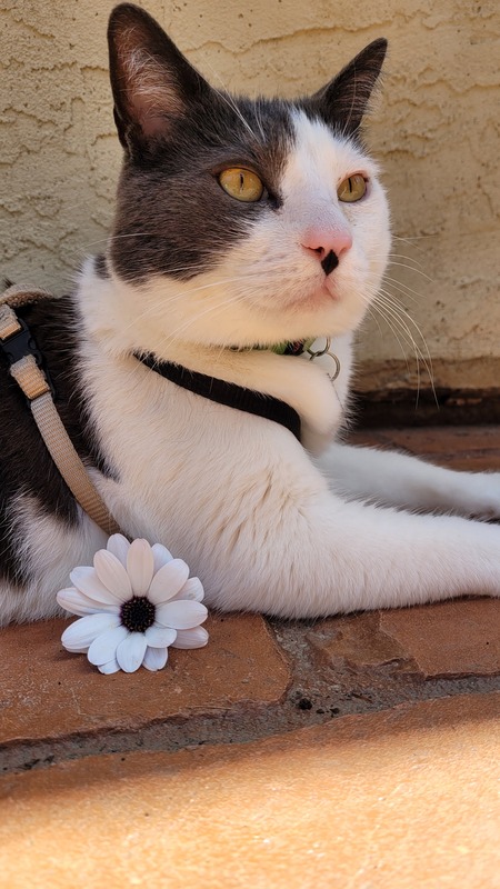 Entry image for Rocky. Clicking this image will show a larger photo