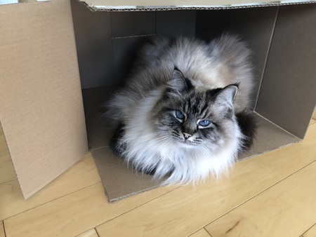 Entry image for Coco. Clicking this image will show a larger photo