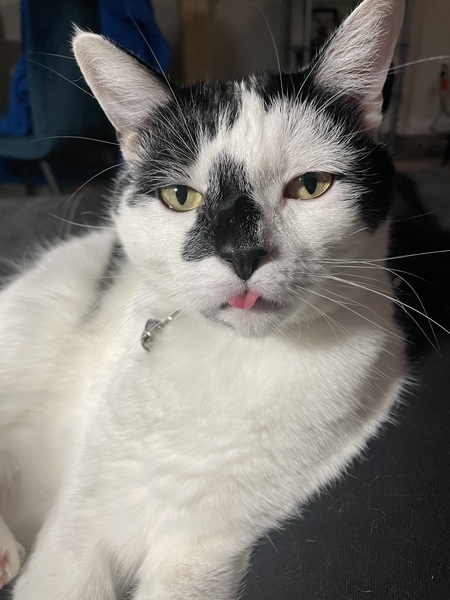 Entry image for Beanie. Clicking this image will show a larger photo