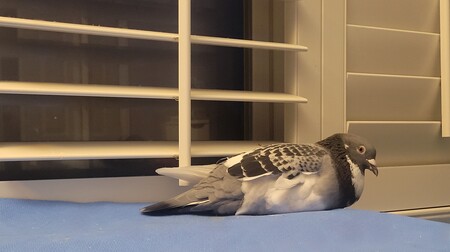 Sir Reggie (Reginald)