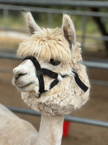 Entry image for Fern. Clicking this image will show a larger photo