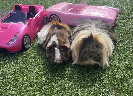 Entry image for Luna and Dolly. Clicking this image will show a larger photo