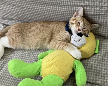 Entry image for Hughie. Clicking this image will show a larger photo