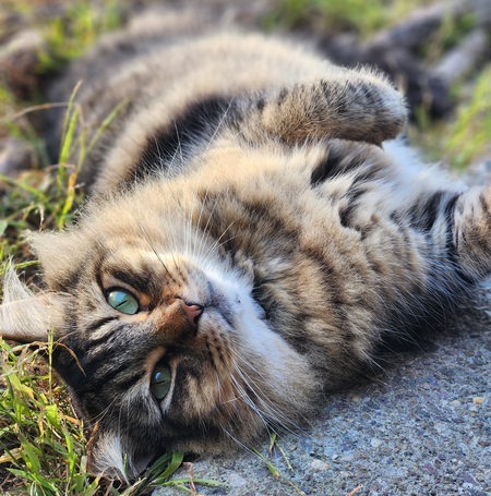 Entry image for Mateo. Clicking this image will show a larger photo