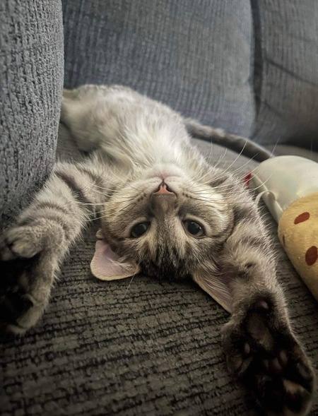 Mittens
