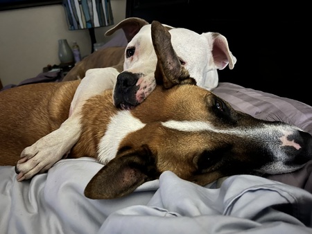 TaterTot Loves Big Brother Scooby-Do 