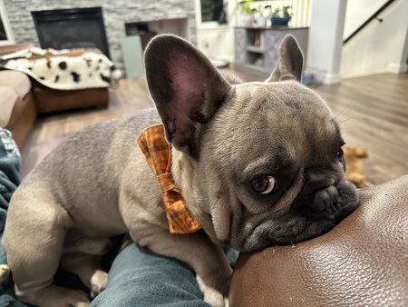 Romeo