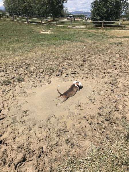 TaterTot - Dog Days of Summer Longmont Airport Dog Park  