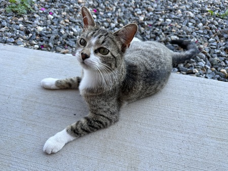 Rosie