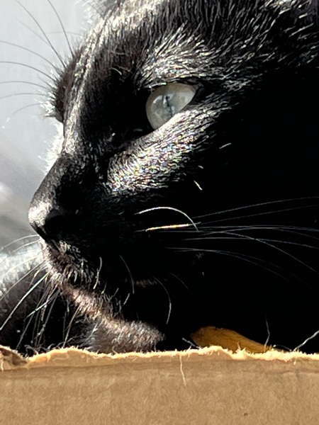 Simon 