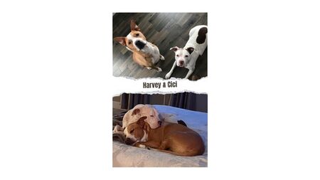 Harvey and Cici 